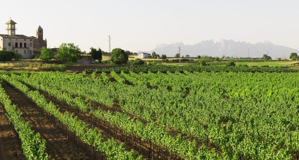 Cross Pinares Cartaya