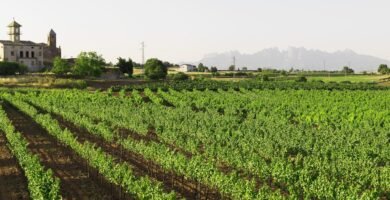 Cross Pinares Cartaya