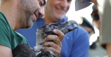 Guía De Inscripción Del Quebrantahuesos: Paso A Paso