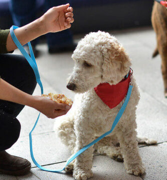Inscripción De Chip De Identificación: Guía Para Registrar Mascotas En Línea