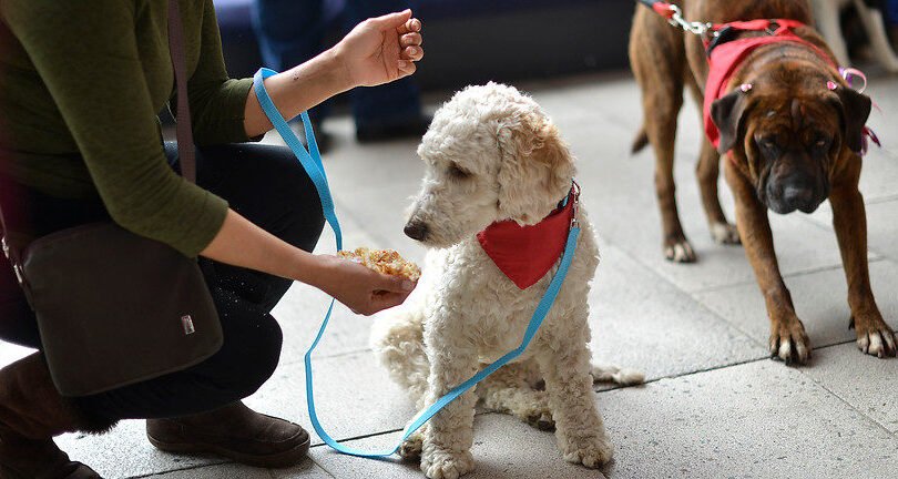 Inscripción De Chip De Identificación: Guía Para Registrar Mascotas En Línea