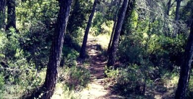 Inscripción En La Mussara: Guía De Fechas Y Precios Del Trail