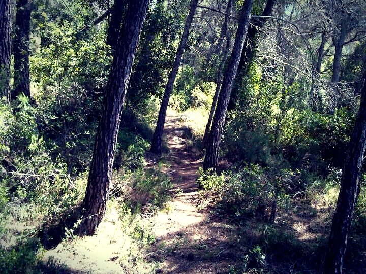 Inscripción En La Mussara: Guía De Fechas Y Precios Del Trail